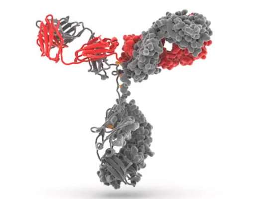 Молекула-пептид блокирует клетки рака молочной железы
